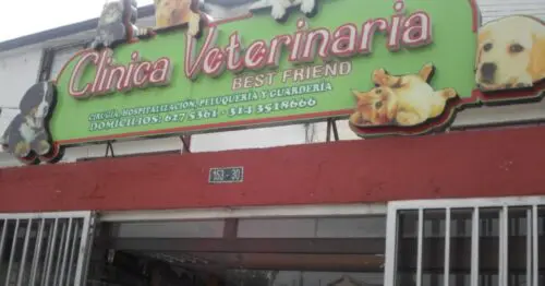CLINICA VETERINARIA BEST FRIEND CLINICA VETERINARIA BEST FRIEND